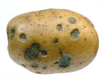 a close-up of a potato